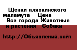 Щенки аляскинского маламута  › Цена ­ 15 000 - Все города Животные и растения » Собаки   